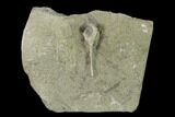 Fossil Crinoid (Onychocrinus) - Crawfordsville, Indiana #149005-1